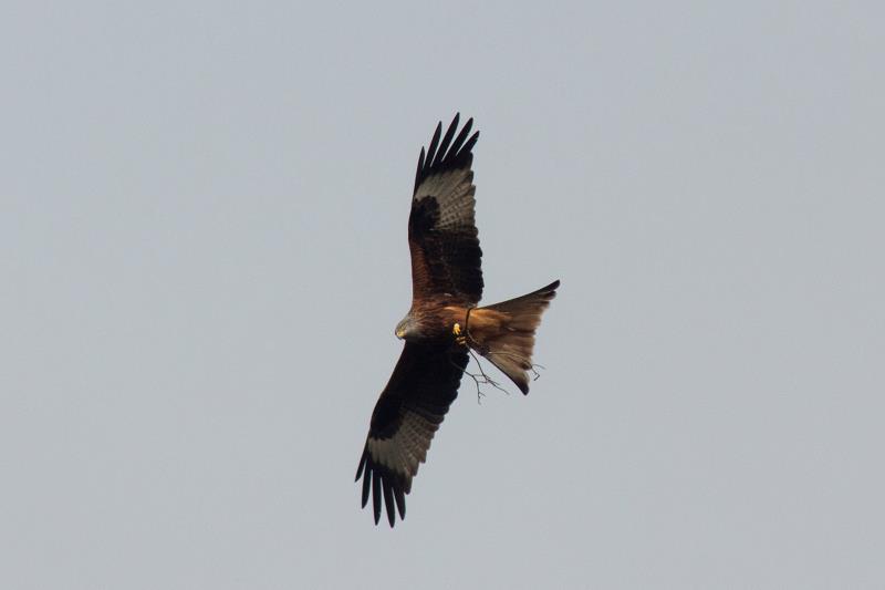 img_7728_milvusmilvus.jpg